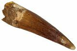 Fossil Spinosaurus Tooth - Real Dinosaur Tooth #354798-1